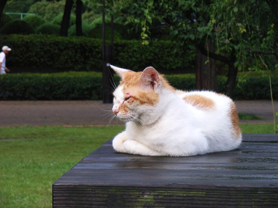 Photograph of a cat