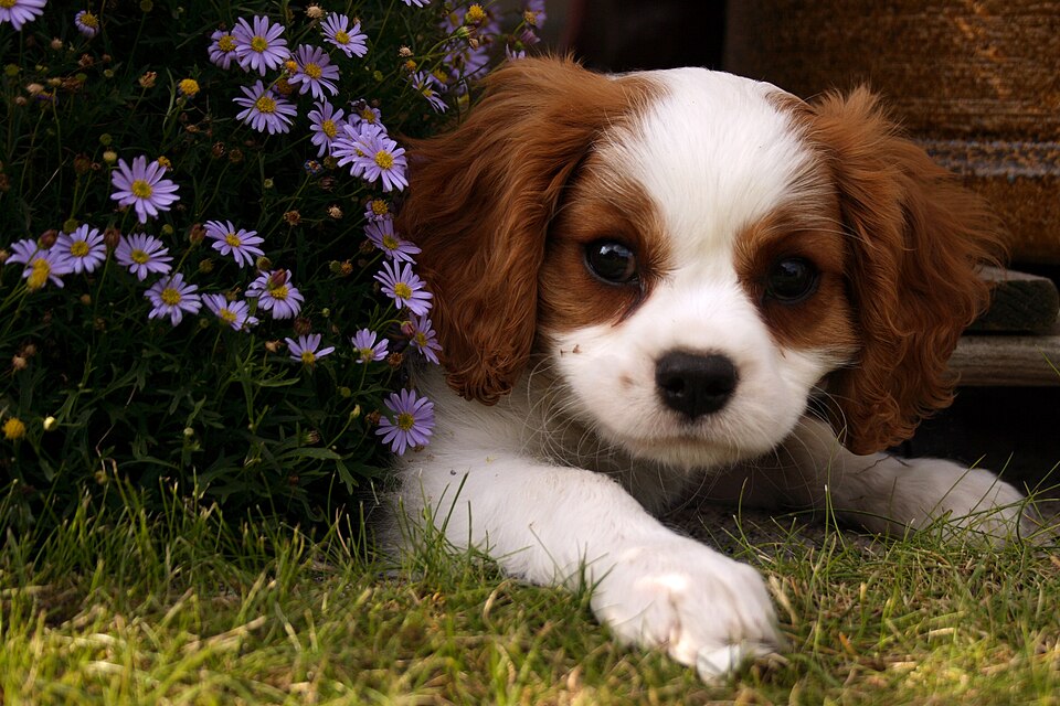 Photograph of a dog