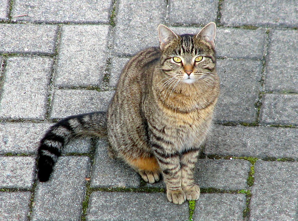 Photograph of a cat