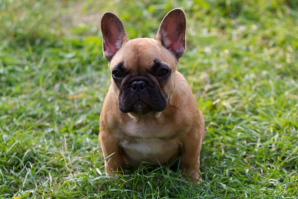 A new photograph of a dog with no label