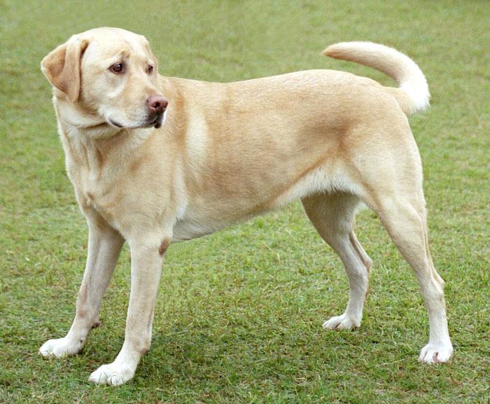 Photograph of a dog